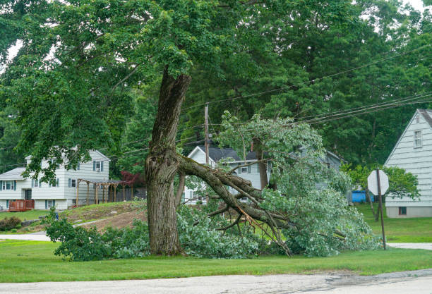 How Our Tree Care Process Works  in  New Lenox, IL